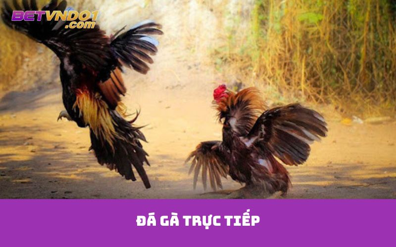 Đá gà trực tiếp