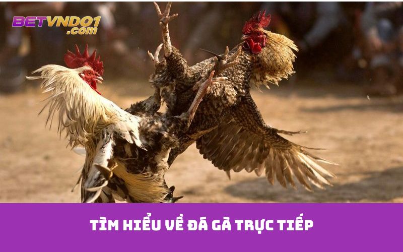 Tìm hiểu về đá gà trực tiếp