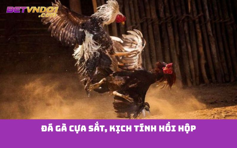 Đá gà cựa sắt, kịch tính hồi hộp