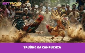trường gà Campuchia