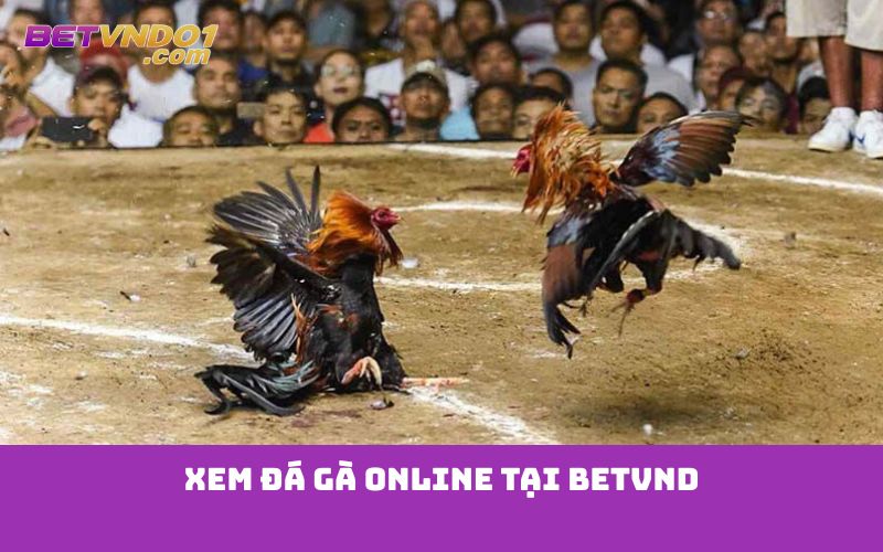 Xem đá gà online tại Betvnd