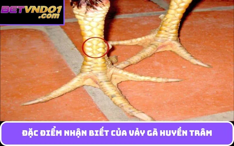 Đặc điểm nhận biết của vảy gà huyền trâm