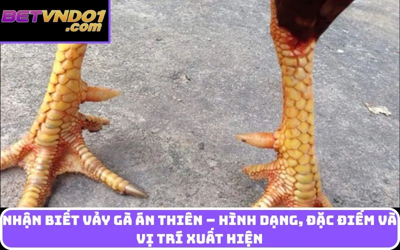 Nhận biết Vảy gà án thiên – Hình dạng, đặc điểm và vị trí xuất hiện