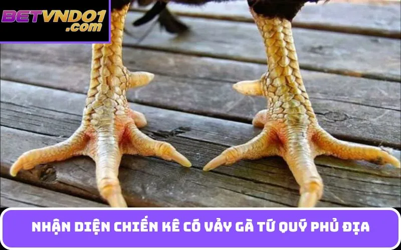 Nhận diện chiến kê có Vảy gà tứ quý phủ địa