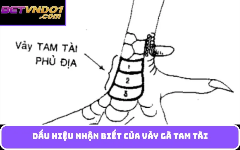 Dấu hiệu nhận biết của Vảy gà tam tài
