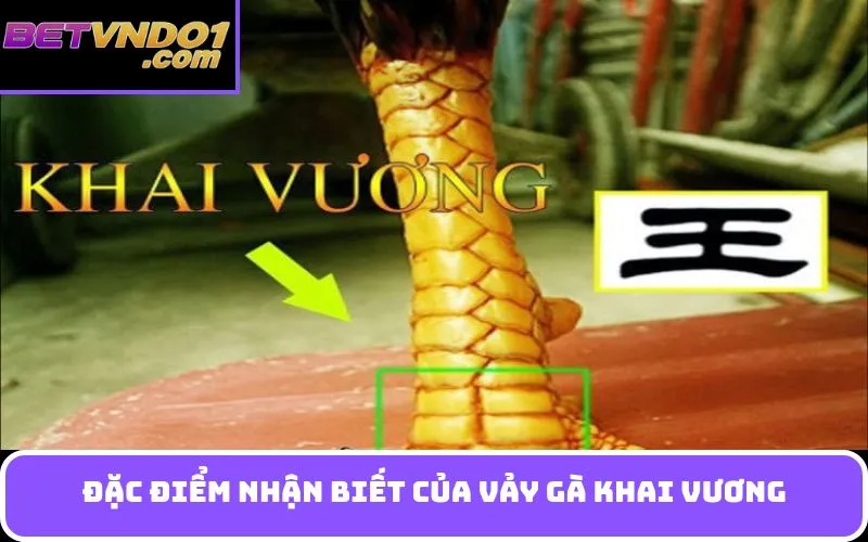 Đặc Điểm Nhận Biết của Vảy gà khai vương