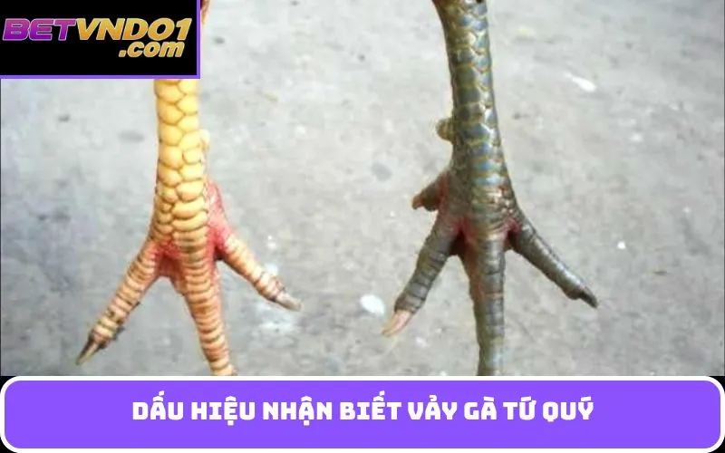 Dấu hiệu Nhận Biết Vảy Gà Tứ Quý