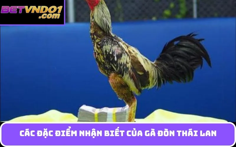 Các Đặc Điểm Nhận Biết của Gà Đòn Thái Lan