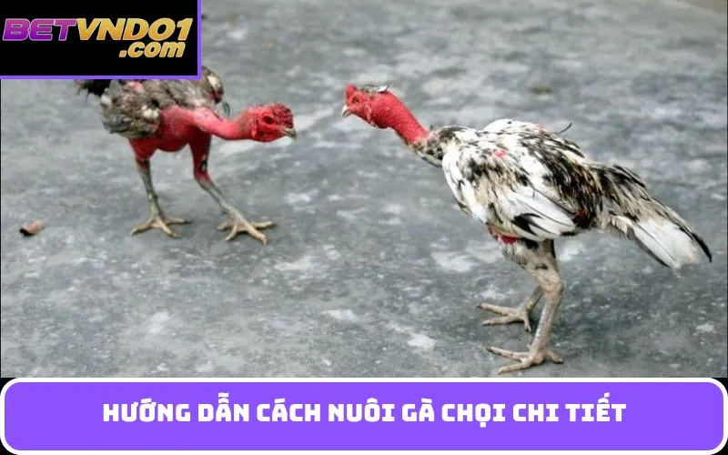 Hướng dẫn Cách nuôi gà chọi chi tiết
