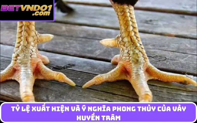 Tỷ lệ xuất hiện và ý nghĩa phong thủy của vảy huyền trâm
