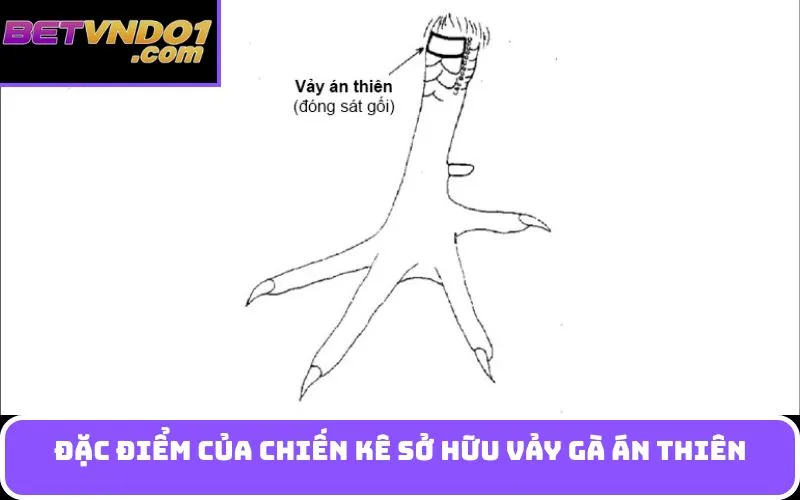Đặc điểm của chiến kê sở hữu Vảy gà án thiên