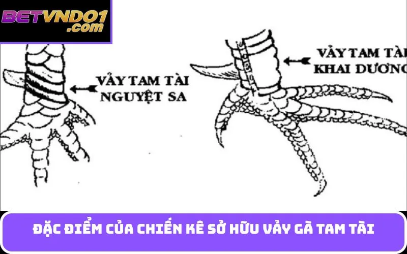 Đặc điểm của chiến kê sở hữu Vảy gà tam tài