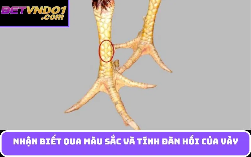 Nhận biết qua màu sắc và tính đàn hồi của vảy