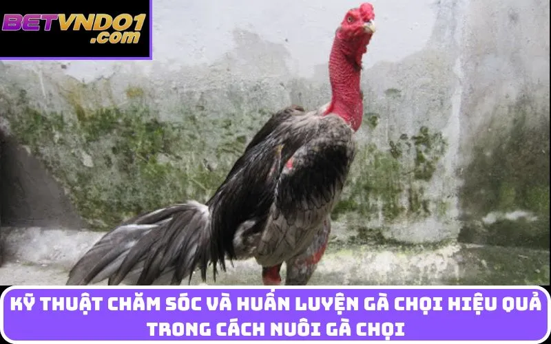 Kỹ thuật chăm sóc và huấn luyện gà chọi hiệu quả trong cách nuôi gà chọi