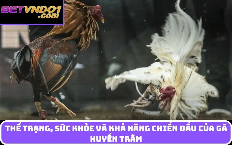 Thể trạng, sức khỏe và khả năng chiến đấu của gà huyền trâm