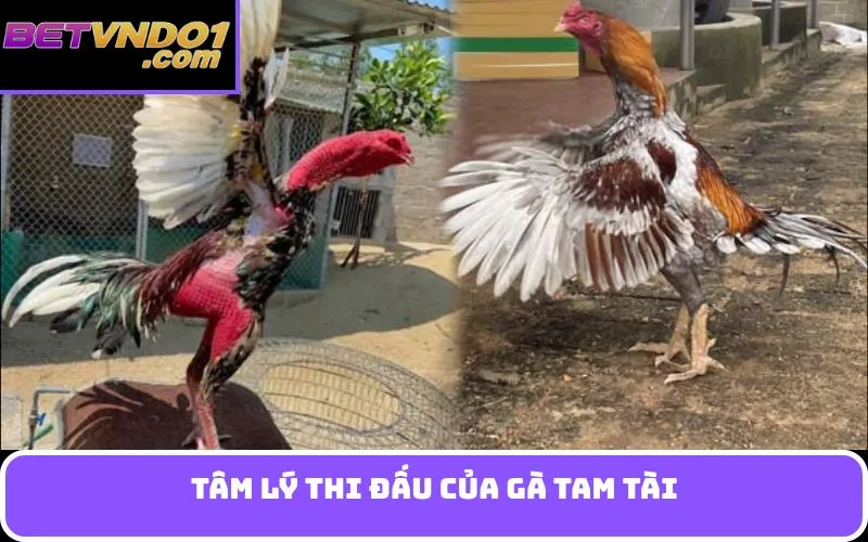 Tâm lý thi đấu của gà Tam Tài