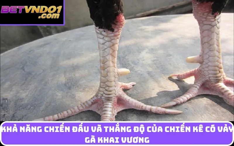 Khả năng chiến đấu và thắng độ của chiến kê có vảy gà khai vương