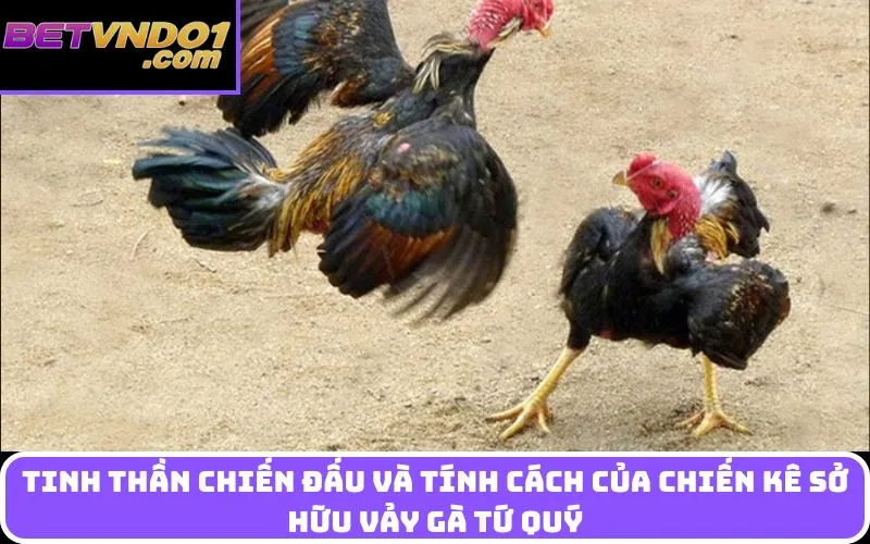Tinh thần chiến đấu và tính cách của chiến kê sở hữu vảy gà tứ quý