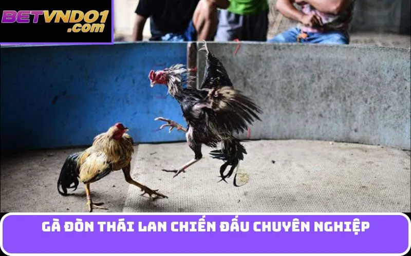 Gà đòn Thái Lan chiến đấu chuyên nghiệp