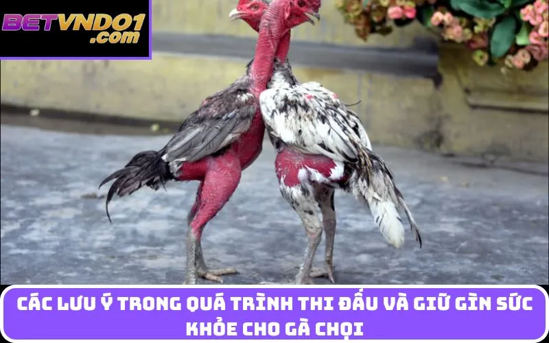 Các lưu ý trong quá trình thi đấu và giữ gìn sức khỏe cho gà chọi