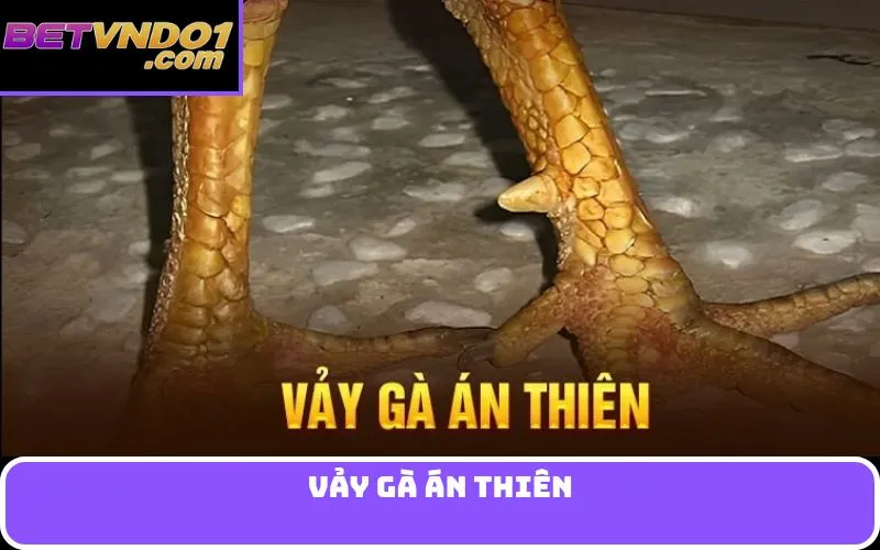 vảy gà án thiên