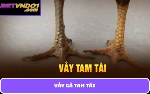 Vảy gà tam tài