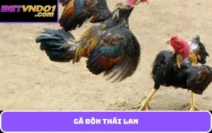 Gà đòn Thái Lan