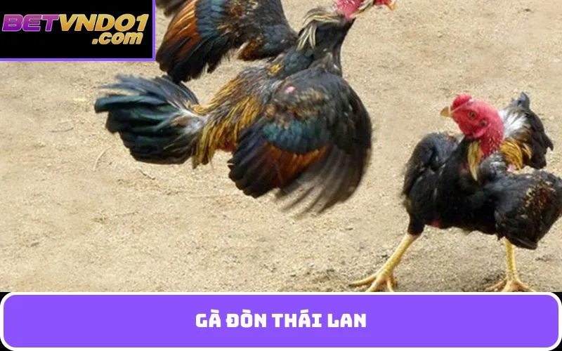 Gà đòn Thái Lan