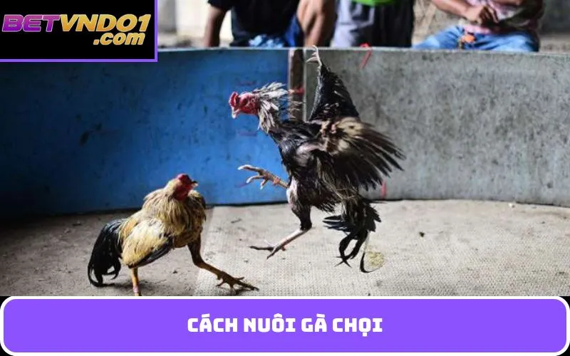 Cách nuôi gà chọi