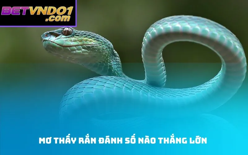 Mơ thấy rắn đánh số nào thắng lớn